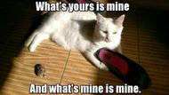 Cat Memes